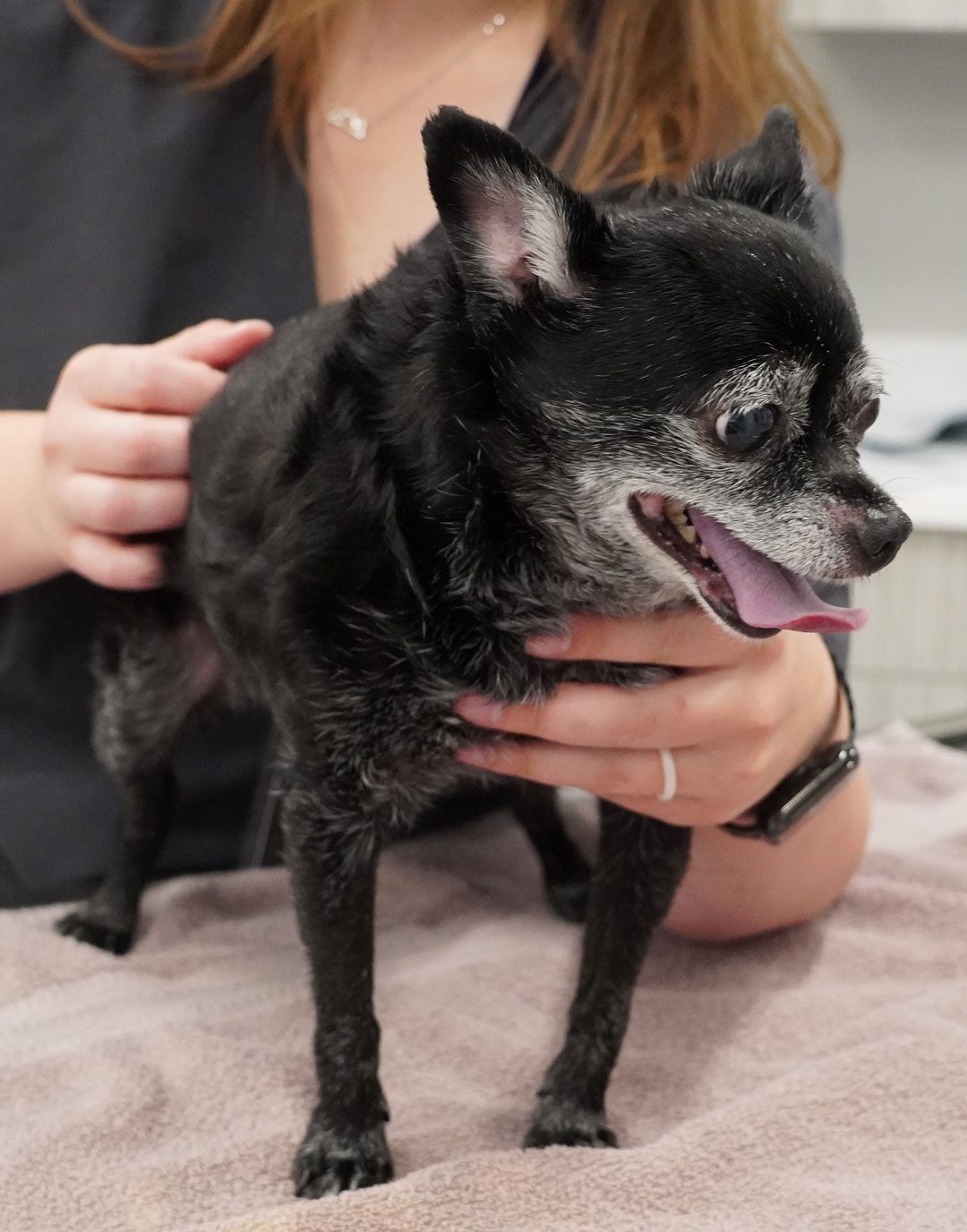 senior black Chihuahua on veterinary exam table