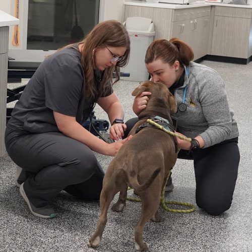 Dog At The Vet