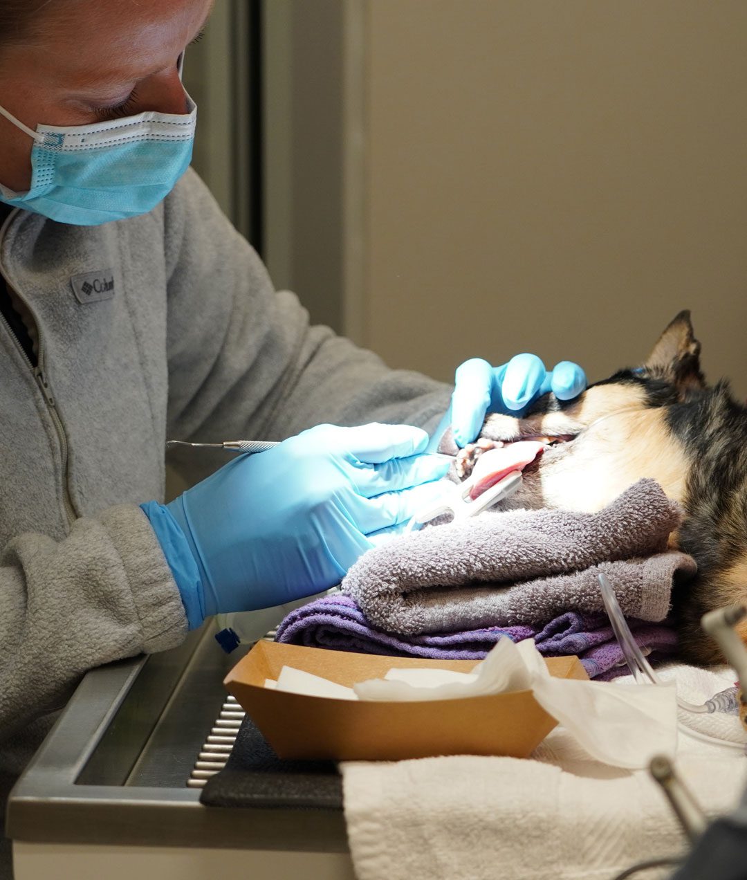 Dog Teeth Cleaning
