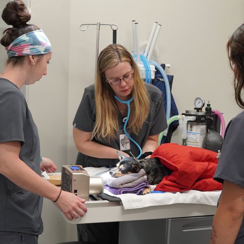 Vet Examining Dog