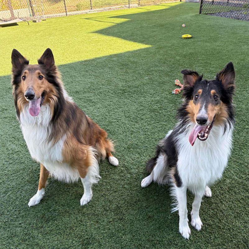 two border collies outside