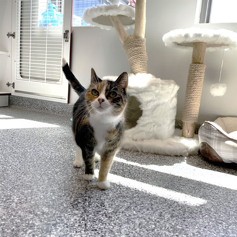 Calico cat exploring the open space