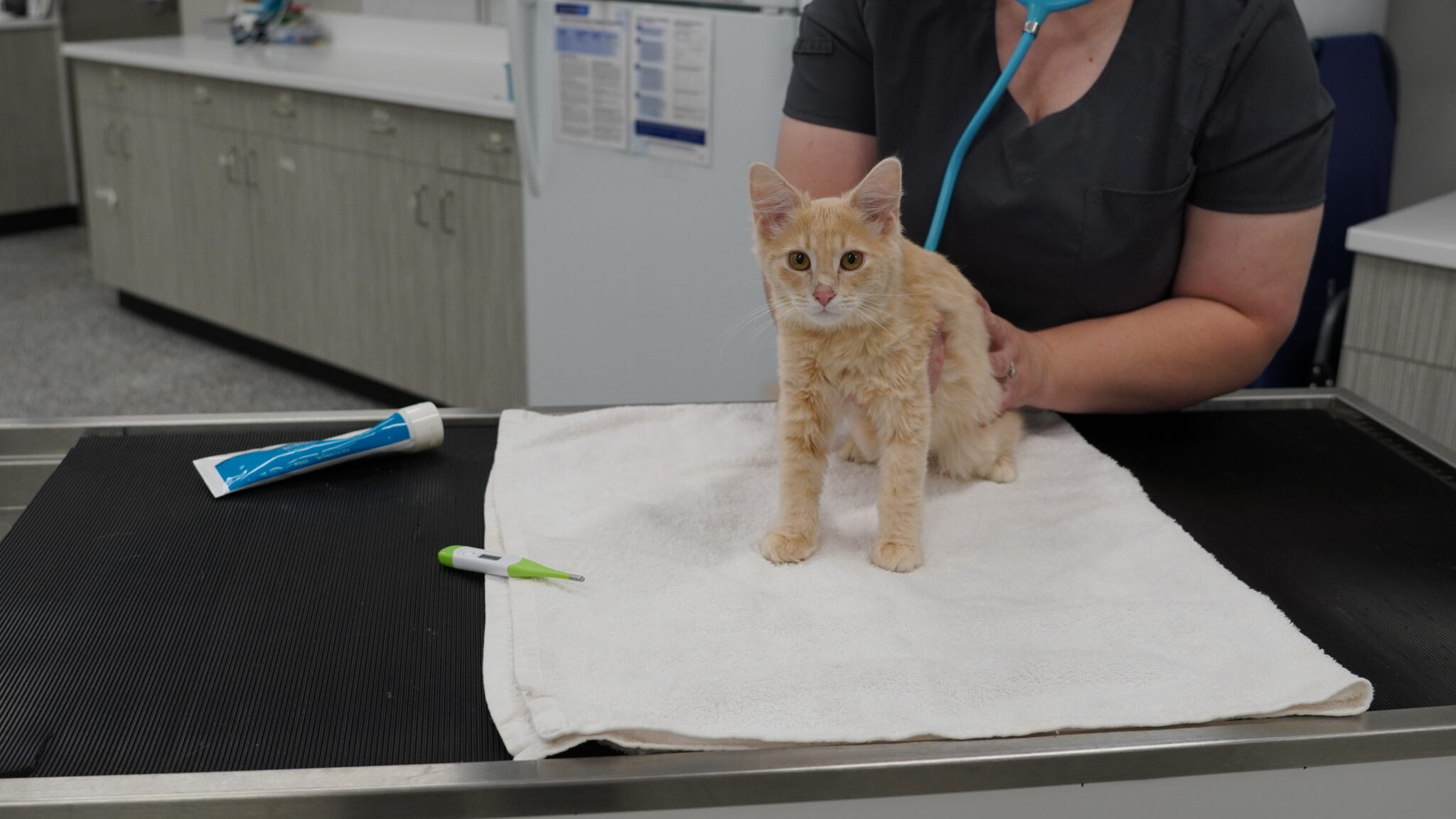Cat On Exam Table