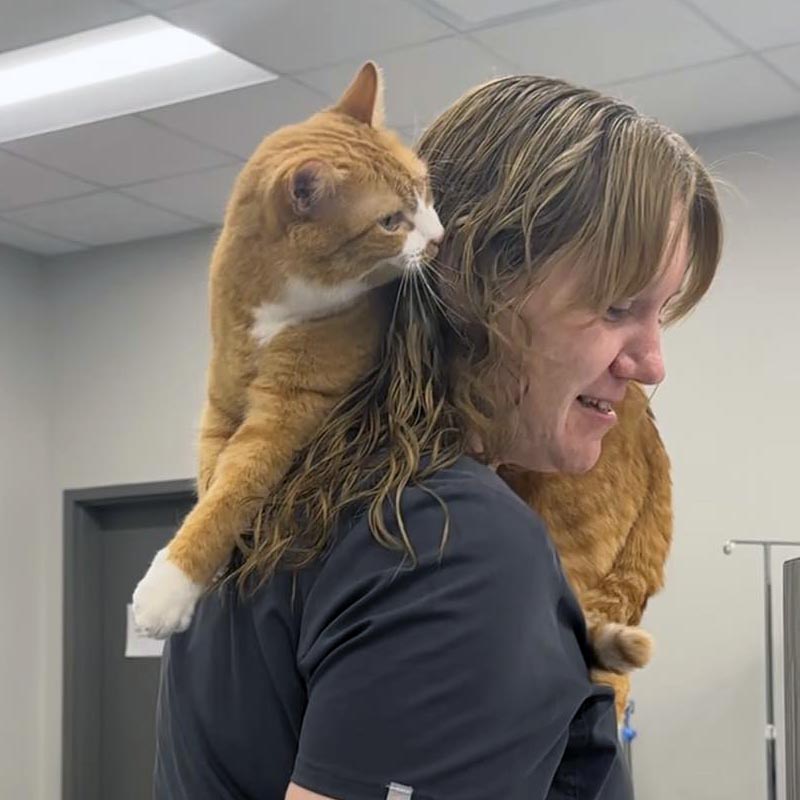 Cat Shoulders
