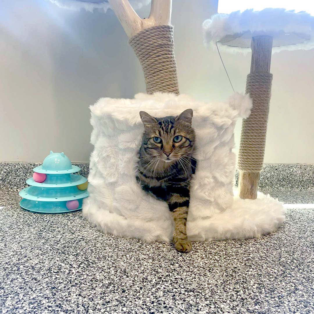 tabby cat playing at the bottom of a cat tree