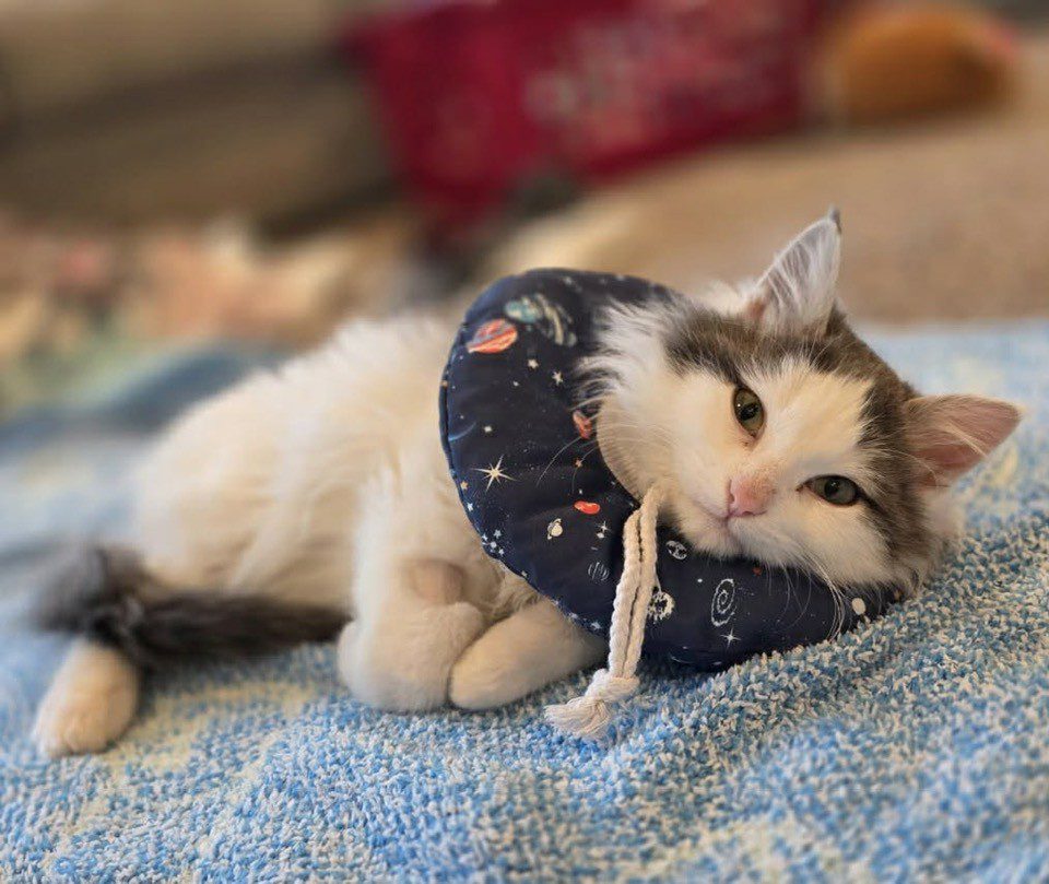 Cat With Cone Laying