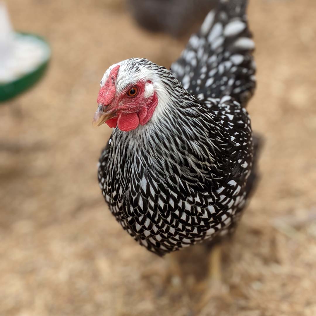 closeup of a black and white chicken in a client's backyard