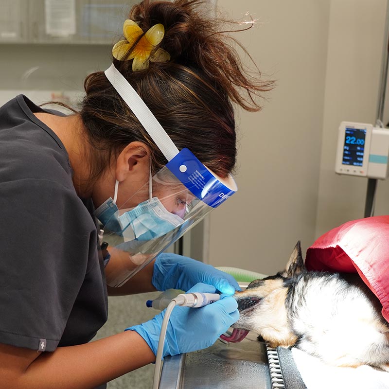 veterinarian cleaning a dog's teeth while they're under anesthesia