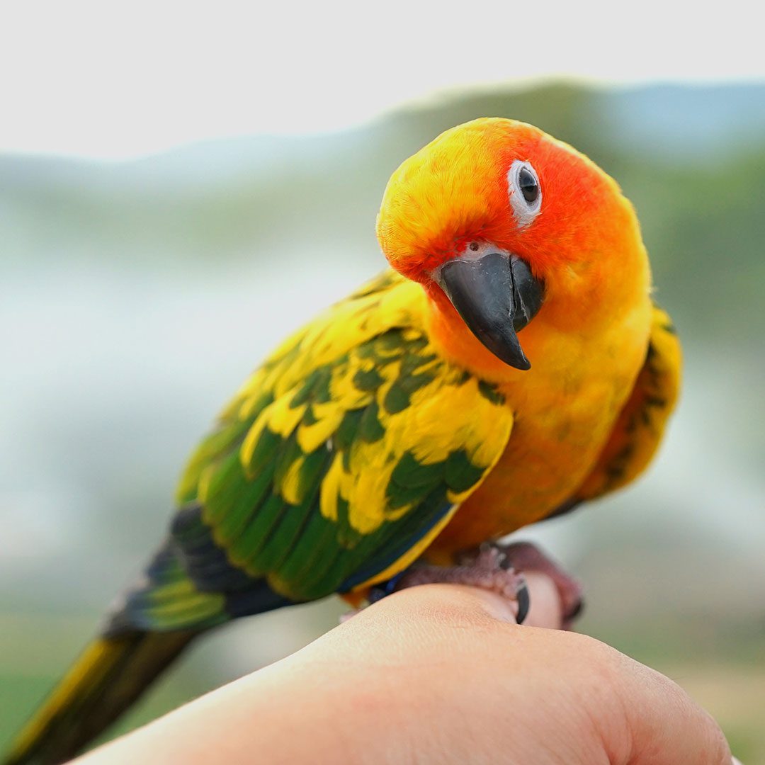 colorful bird perched on a man's hand