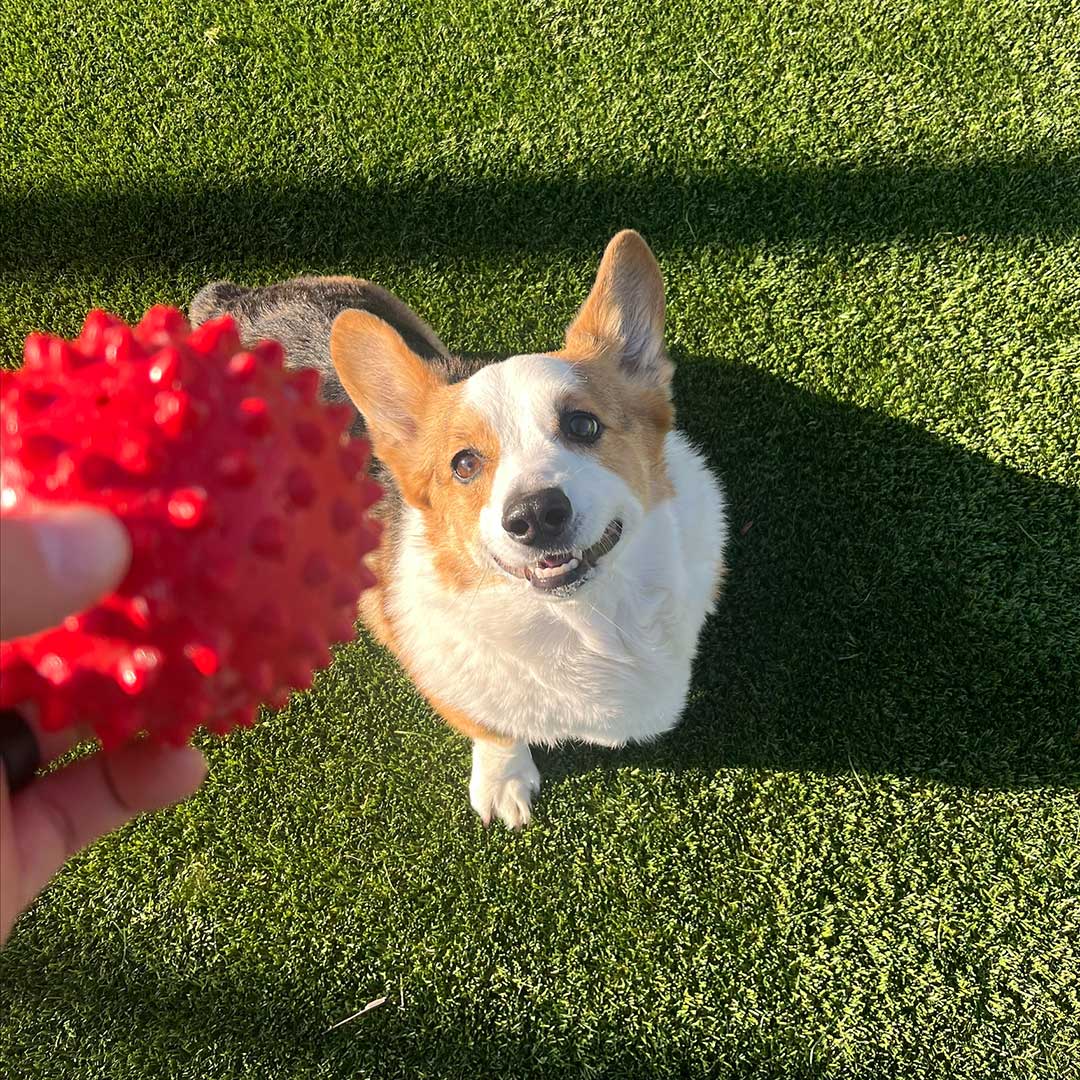 corgi dog playing with a red ball