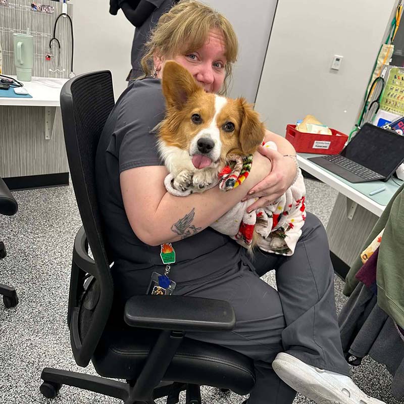 Corgi sitting in the receptionist's lap at the front desk