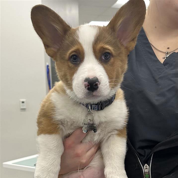 tech holding a young corgi dog