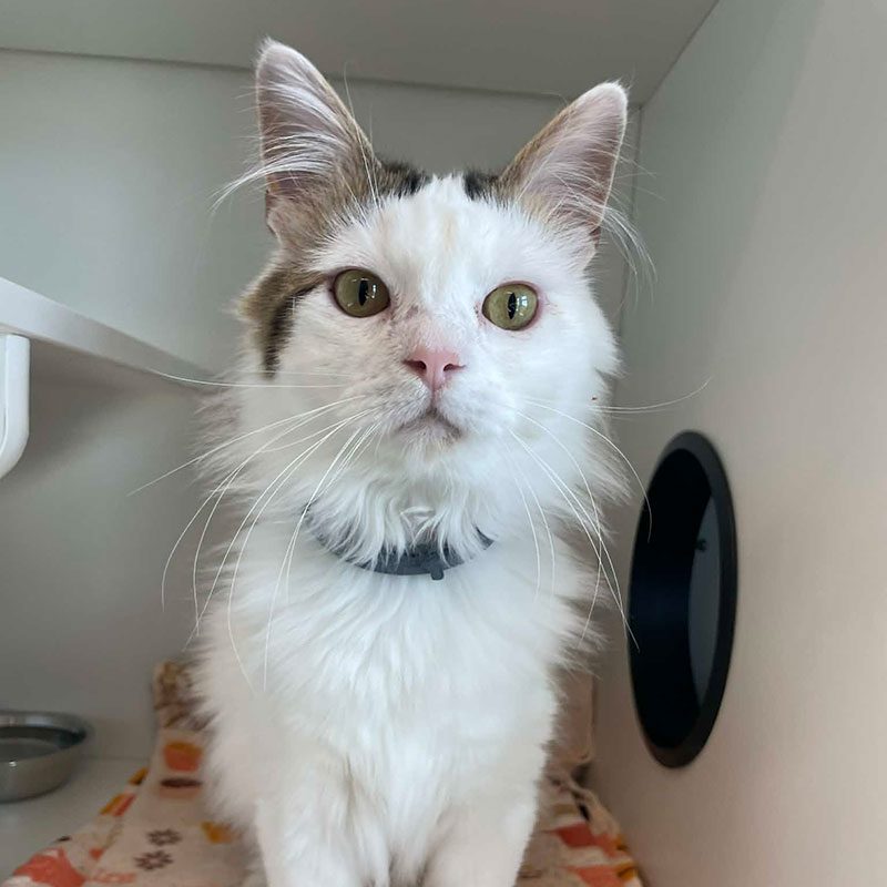 curious white and brown cat looking at the camera while in its kennel
