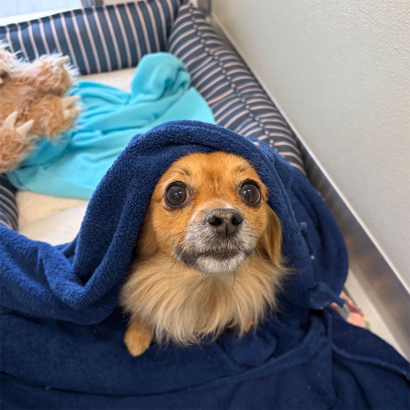 cute dog cuddled up underneath a blanket