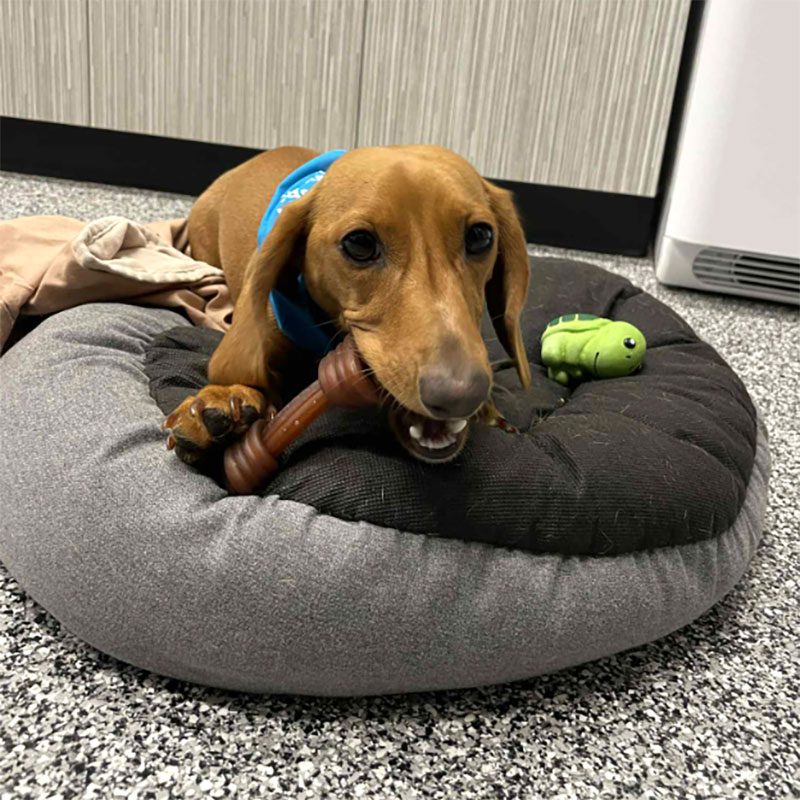 dog chewing on a bone treat