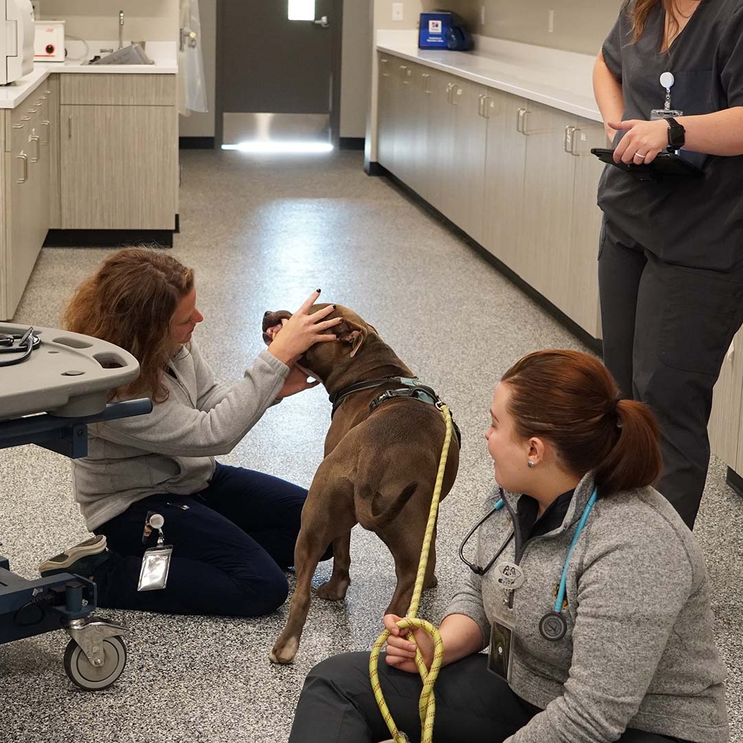 veterinarian checking dog's mouth while sitting on the exam room floor