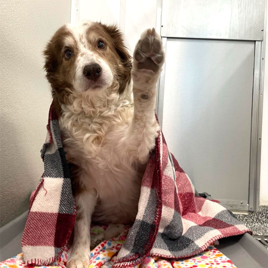 Dog waving at the camera