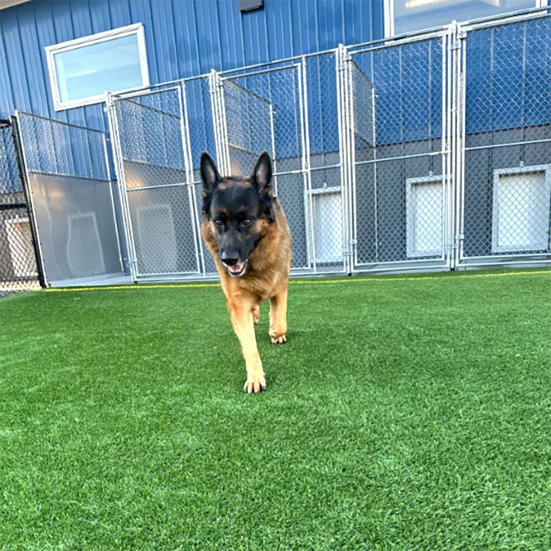 German Shepherd walking outside in the play area