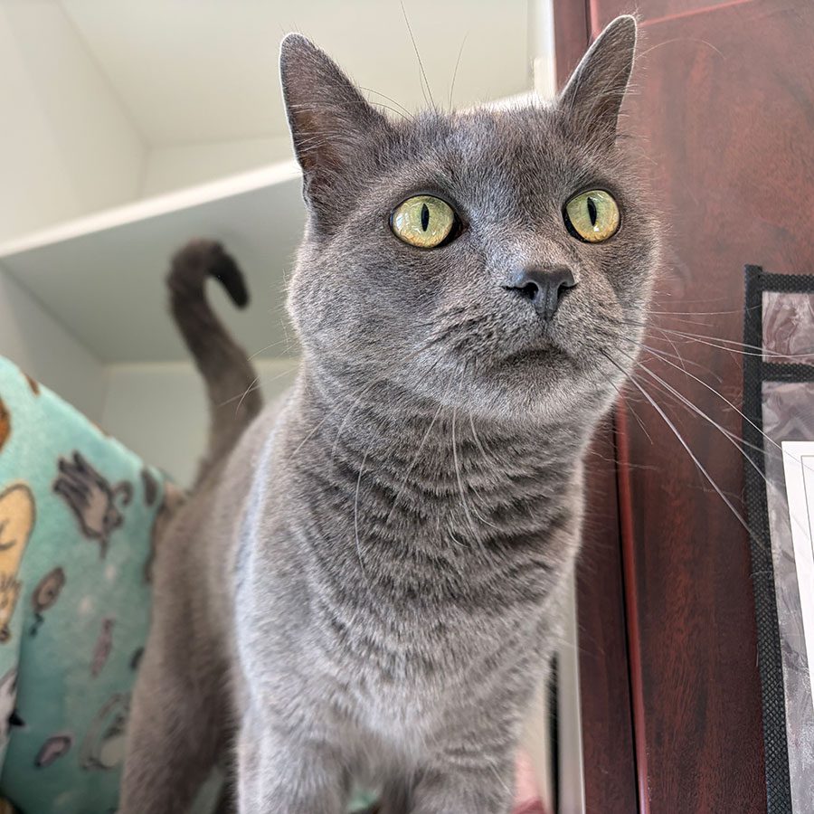 curious gray cat in boarding facility