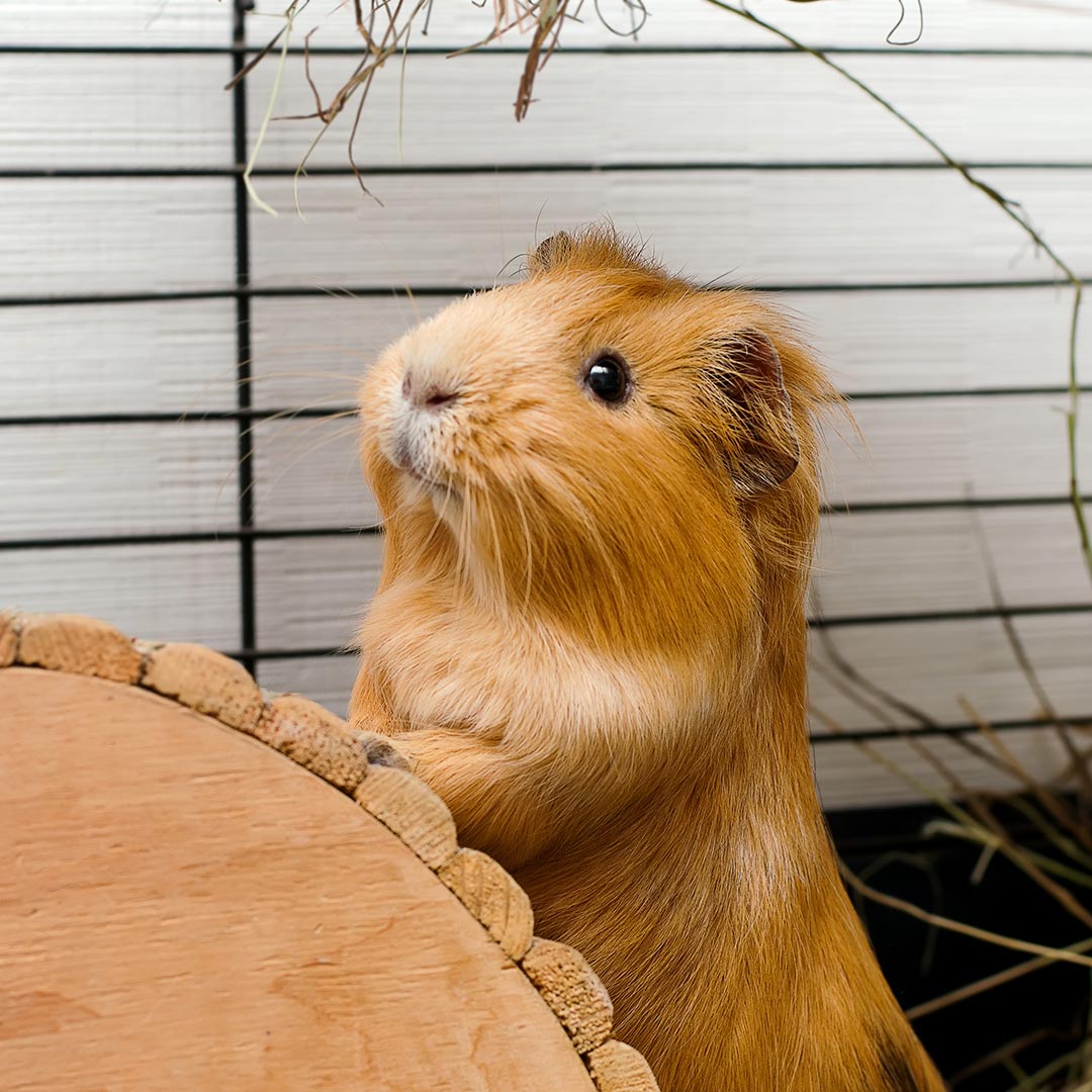 curious guinea pig in its cage