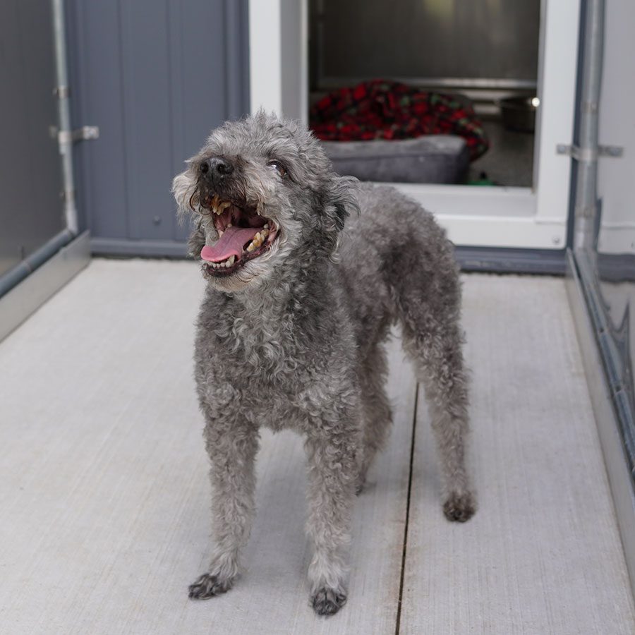 happy gray dog standing outside kennel