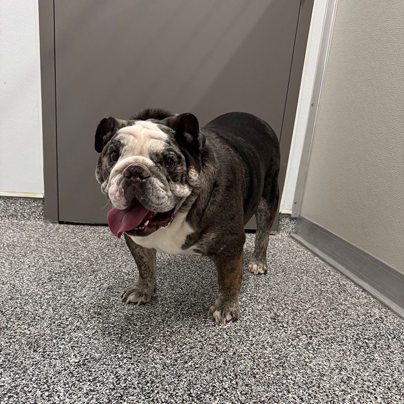 Happy senior dog in the hallway