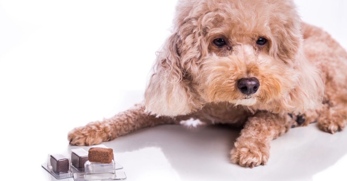 dog laying next to heartworm chewable tablets