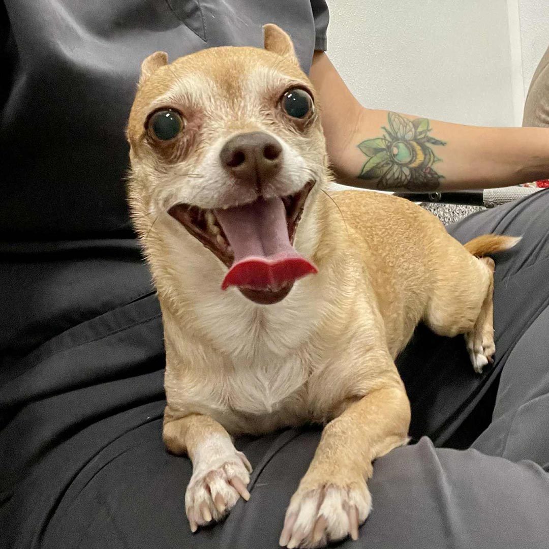 dog laying in kennel tech's lap