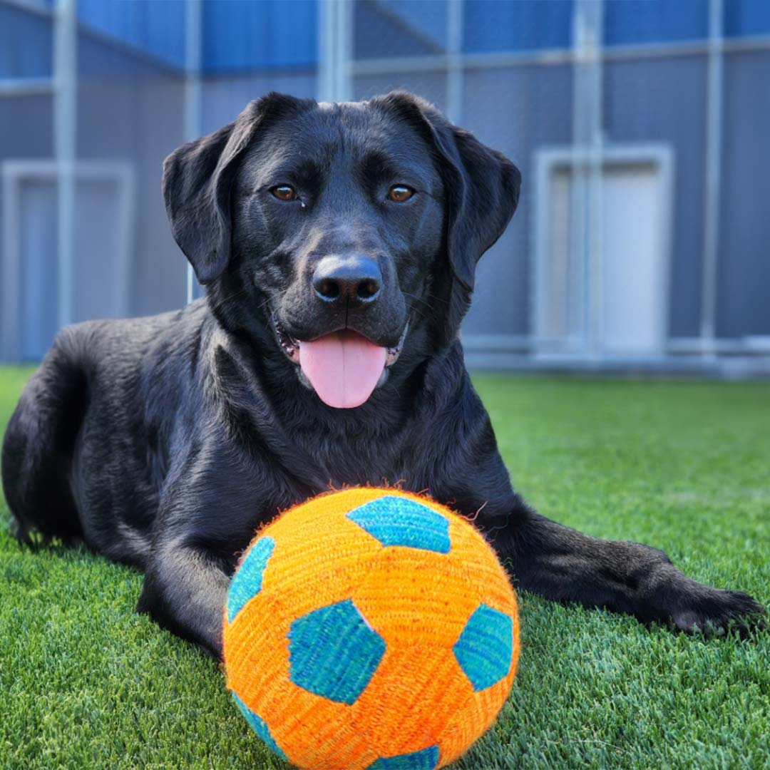 majestic black dog laying in the grass with an orange and blue ball