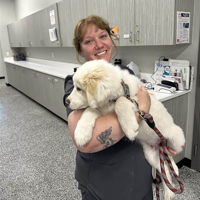 technician holding a large fluffy white puppy