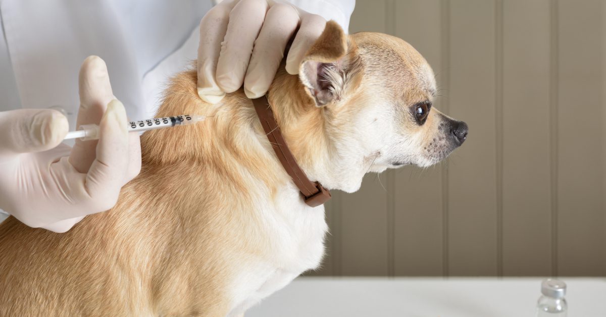 vet administering vaccine to chihuahua dog