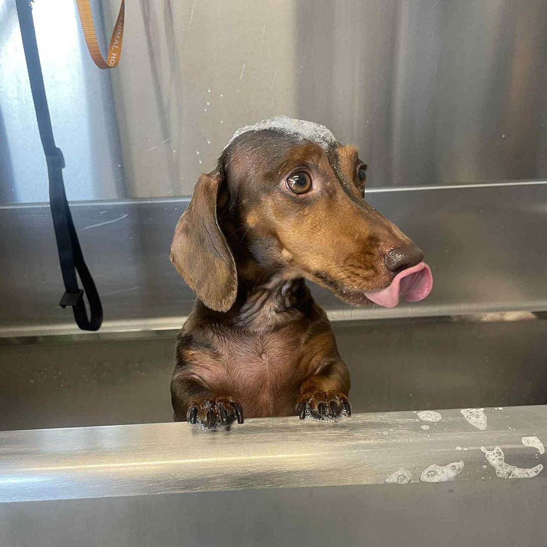 dachshund licking its lips while getting rinsed