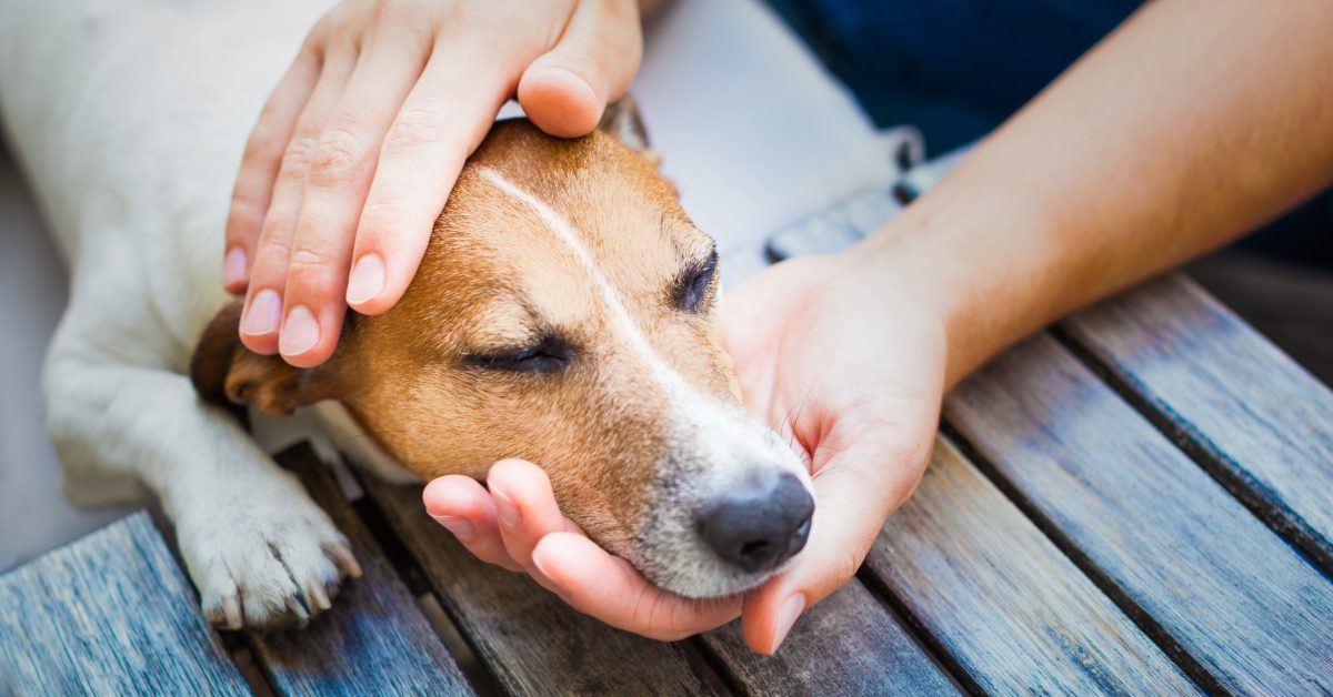 owner holding dog's head and petting him while he lays on the floor