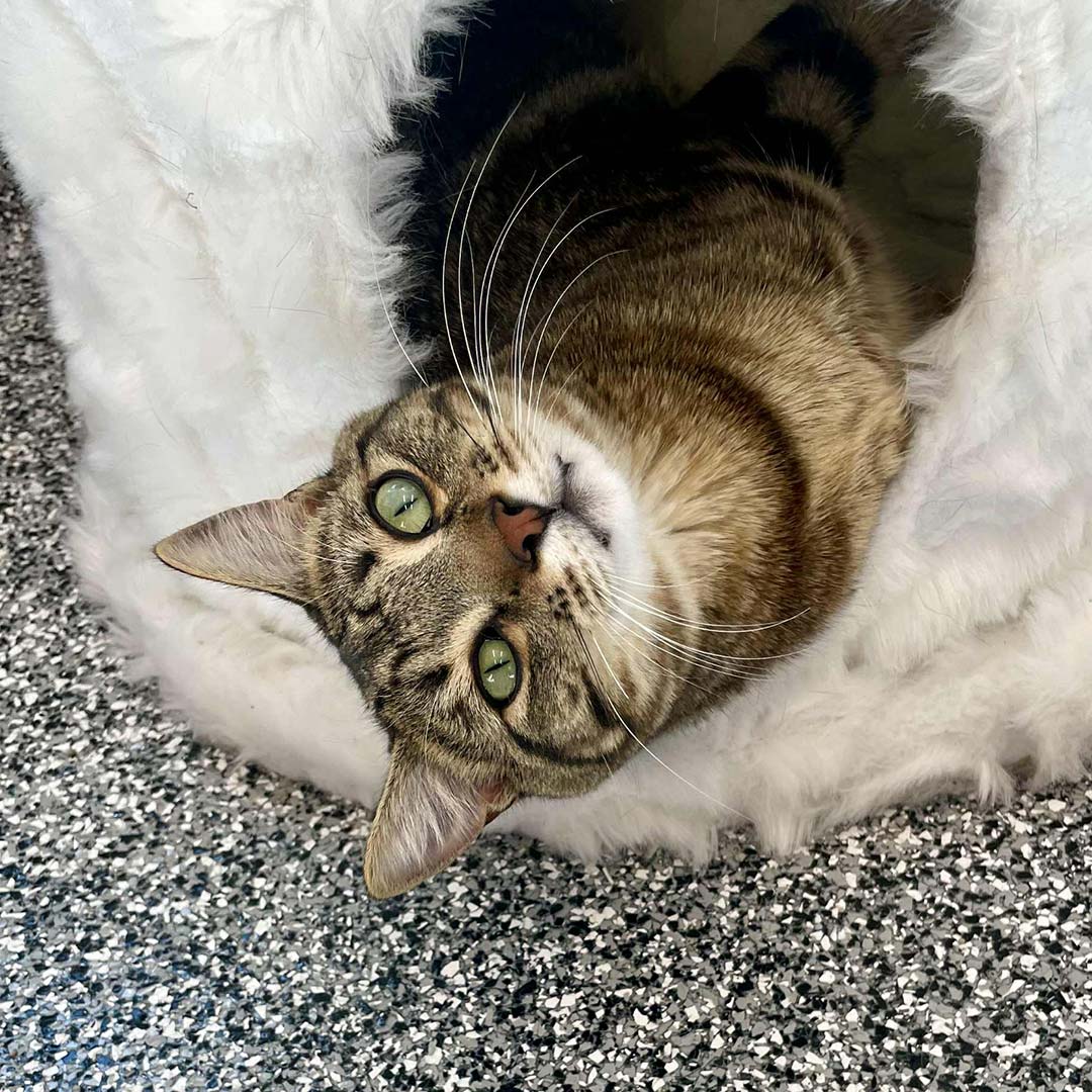 Playful tabby cat laying on the floor looking up
