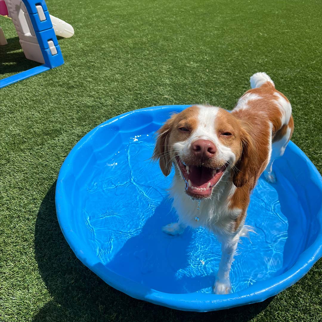 smiling brown and white dog playing in a pool of water