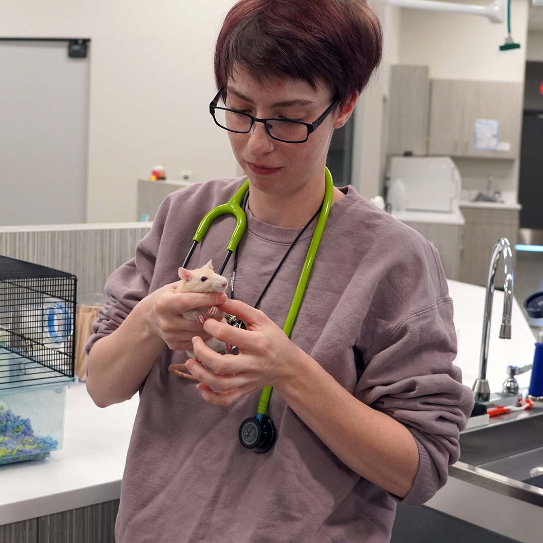 Rat at the clinic for its wellness exam