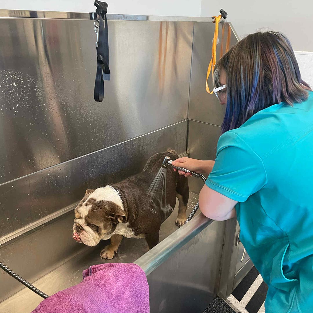 groomer rinsing dog's fur with a hose