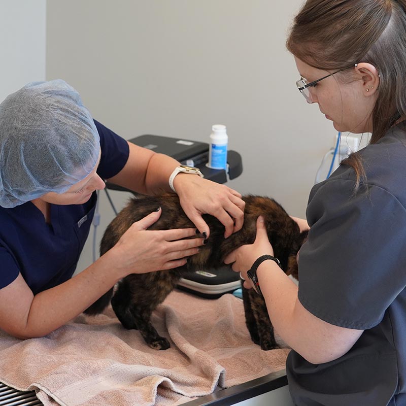 veterinarian inspecting cat's skin