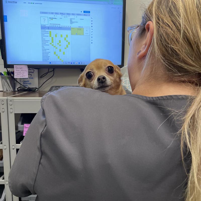 woman holding a small dog while looking at the appointment book