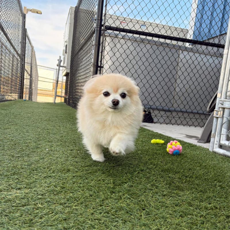 Small Dog Running