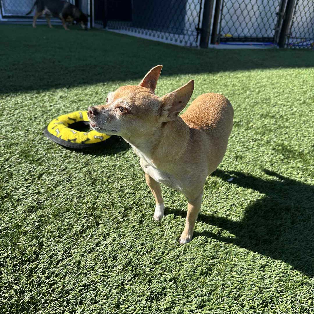 small dog enjoying the sunshine
