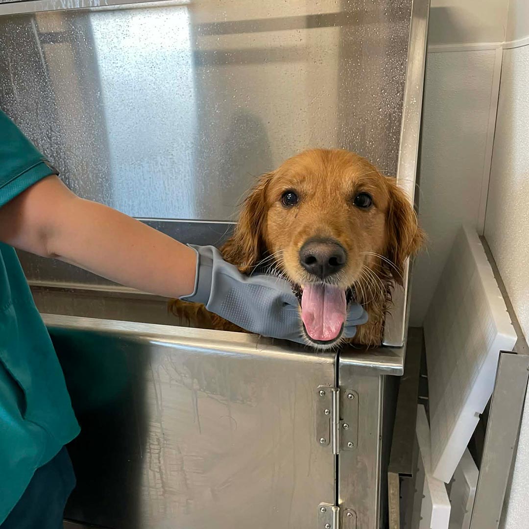 golden retriever smiling while getting groomed