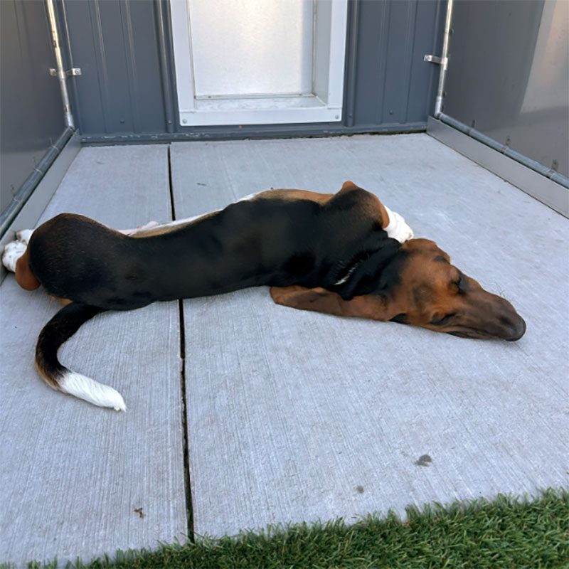 young dog stretching outside of its kennel
