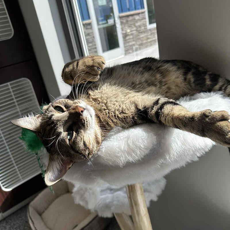 Tabby stretching and lounging on the cat tree