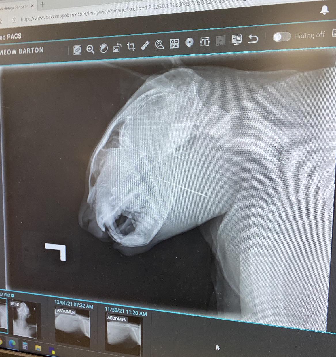 xray of a cat's head