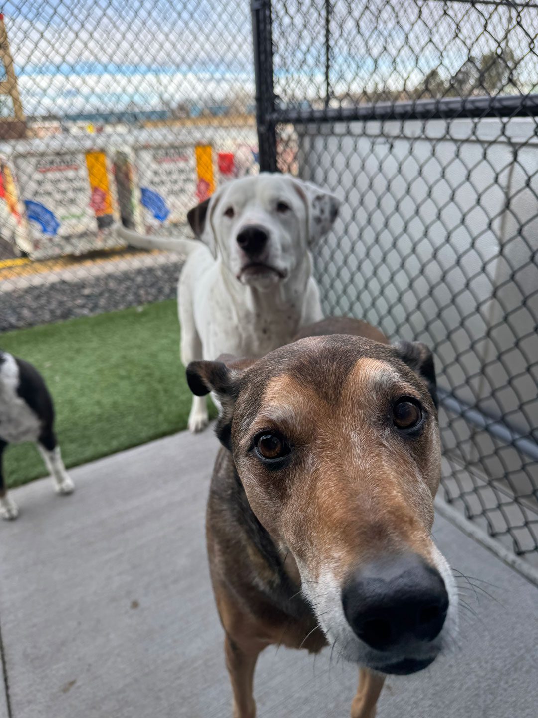 dogs at a boarding facility outside