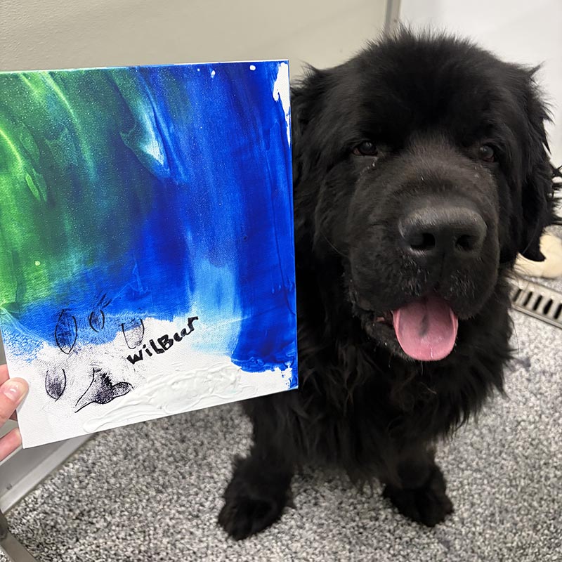 proud black dog with his enrichment activity painting