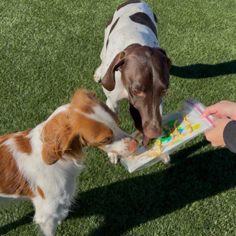 two dogs licking peanut butter to create painting