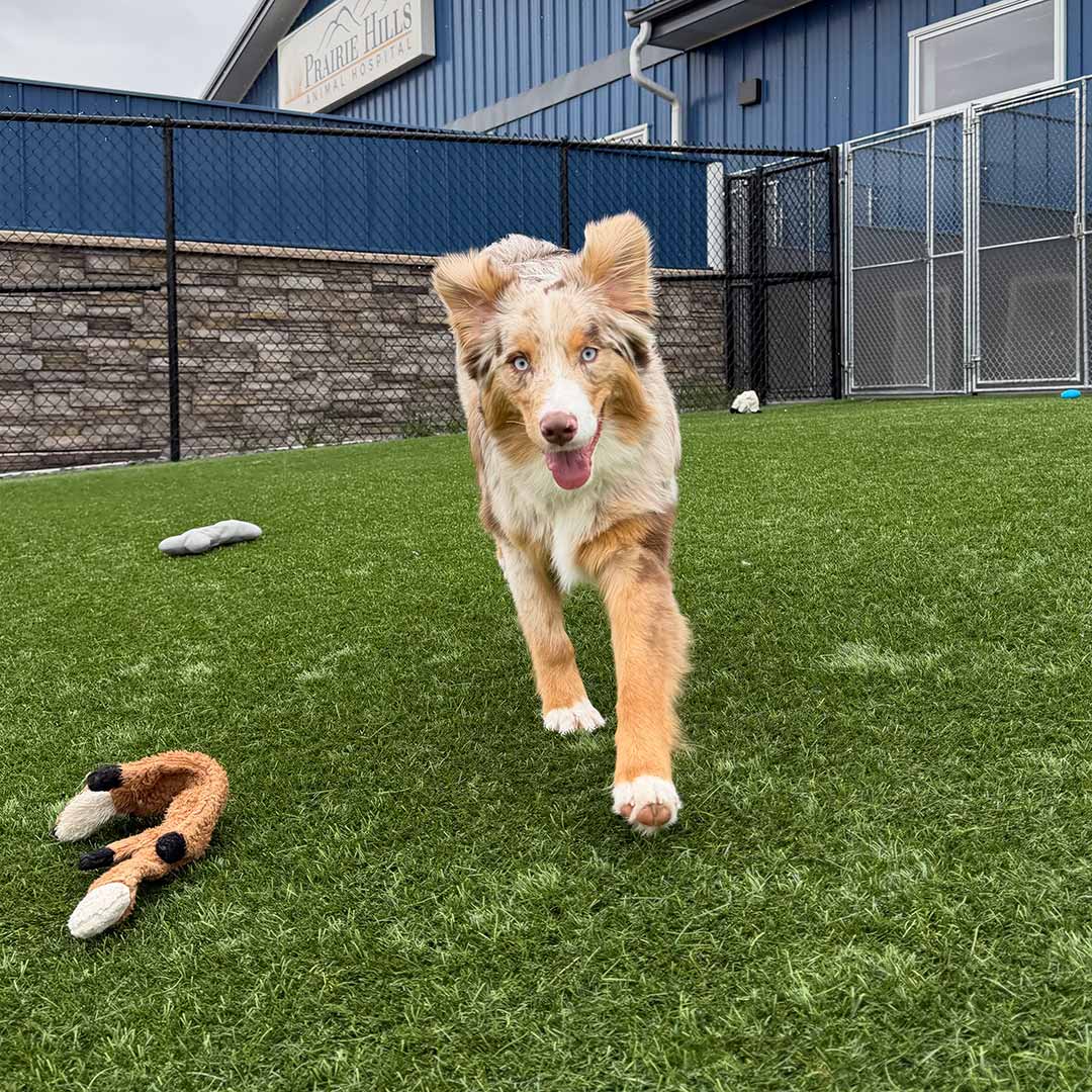 Aussie running in the yard