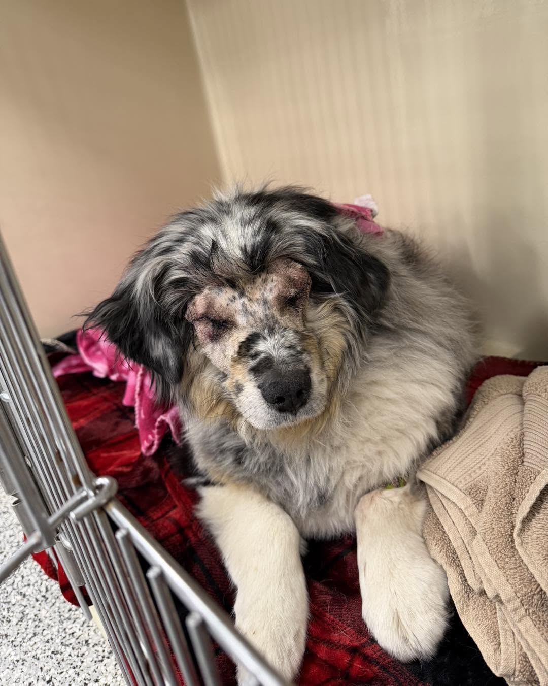 Dog In Kennel